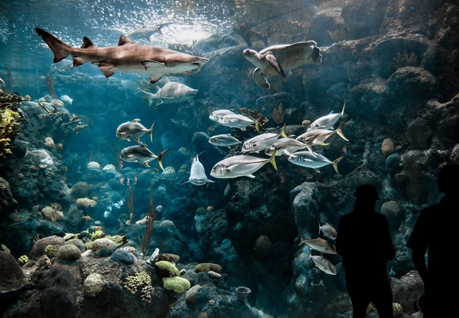 The Florida Aquarium