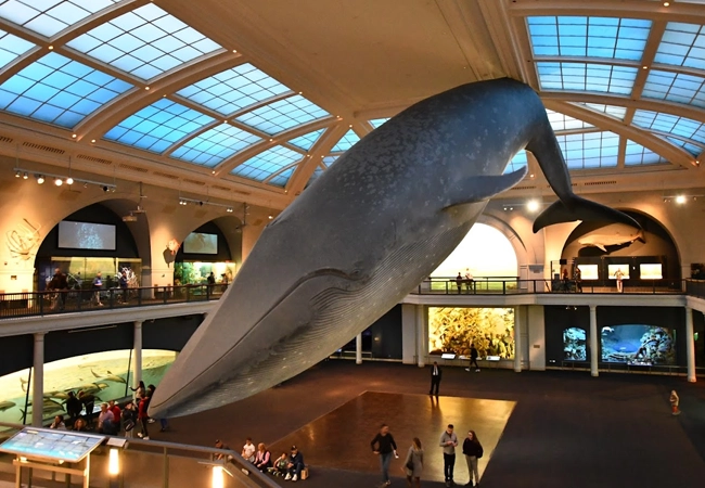 American Museum of Natural History
