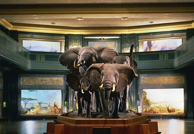 American Museum of Natural History